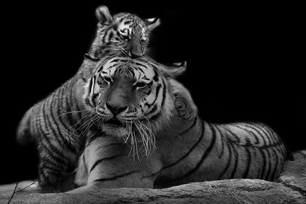 Tigers: Strong Family II by Marcus Prime
