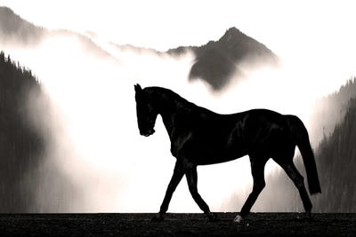 Wandering Horse by Marcus Prime framed wall art