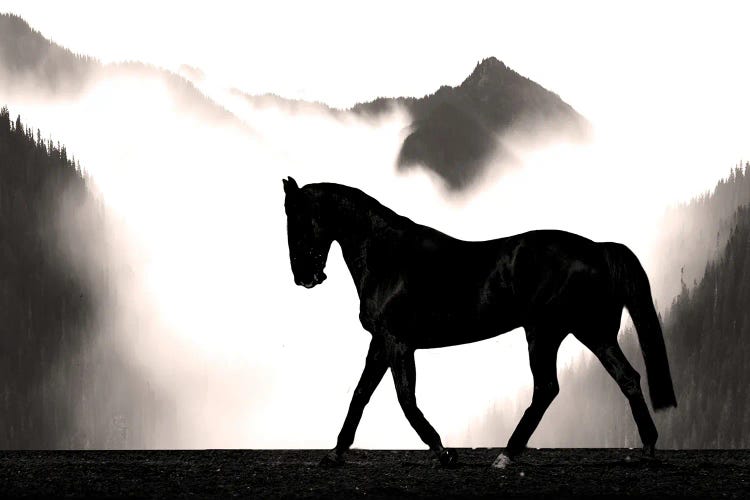 Wandering Horse