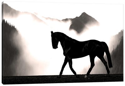 Wandering Horse Canvas Art Print - Marcus Prime