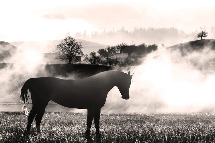 Wandering Horse II