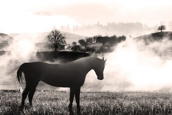 Wandering Horse II