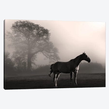 Wandering Horse III Canvas Print #PRM334} by Marcus Prime Canvas Wall Art