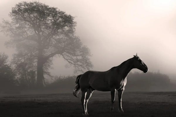 Wandering Horse III