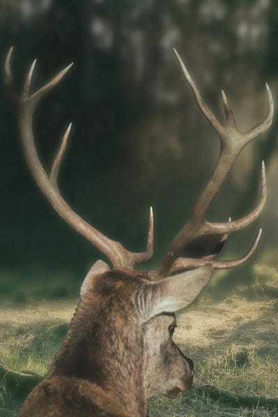 Wandering Buck by Marcus Prime framed wall art