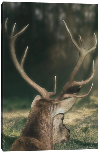 Wandering Buck Canvas Art Print - Marcus Prime