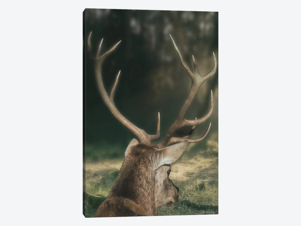 Wandering Buck by Marcus Prime 1-piece Canvas Artwork