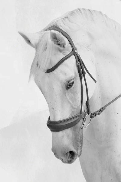 A.D. Lines Eurogroup Inc.: Praying Steed by Marcus Prime