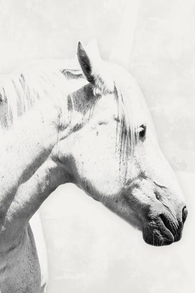 Fine Art Print: Stunning Steed I by Marcus Prime