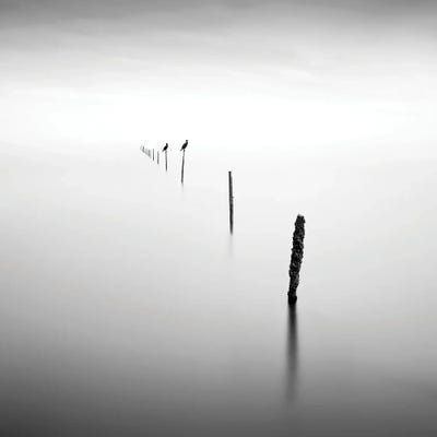 Sticks And Birds by Praxis Studio acrylic art print