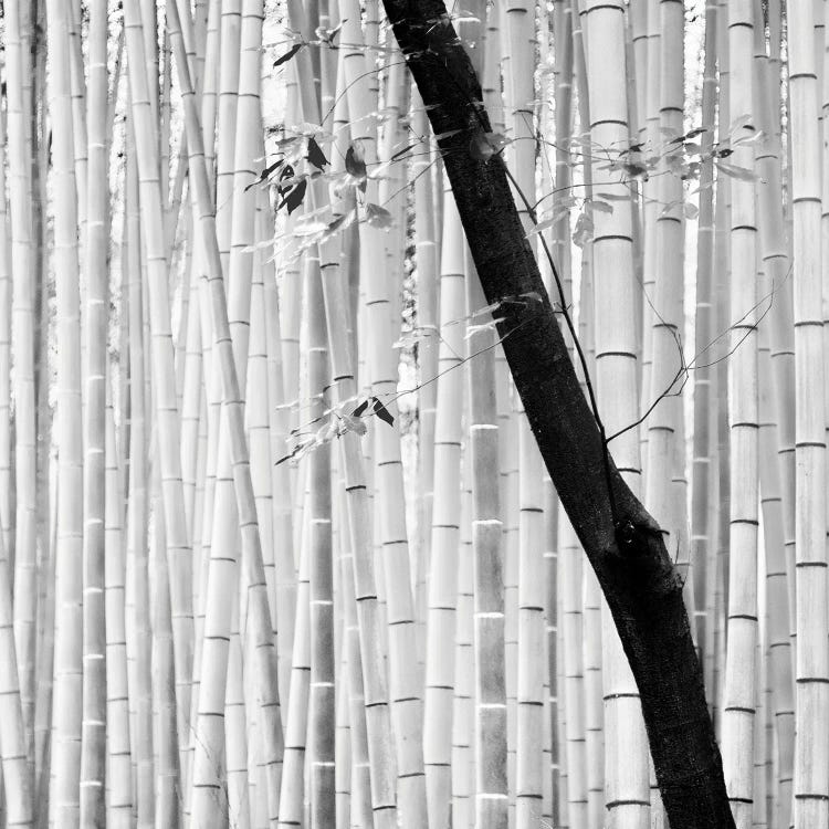 Bamboo