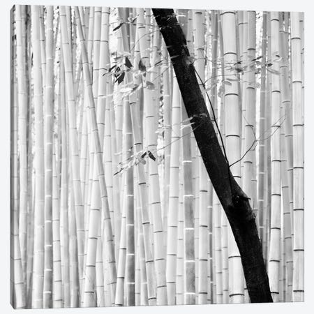 Bamboo Canvas Print #PRX1} by Praxis Studio Canvas Print
