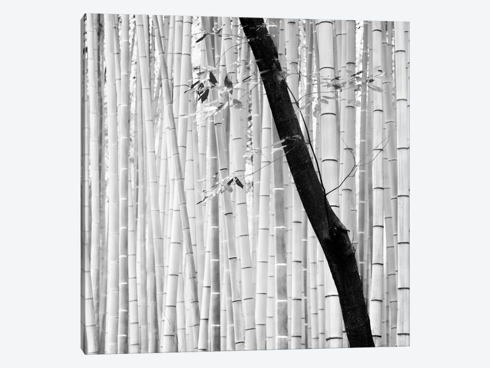 Bamboo by Praxis Studio 1-piece Canvas Wall Art