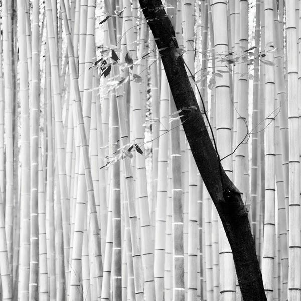 Bamboo: Bamboo by Praxis Studio