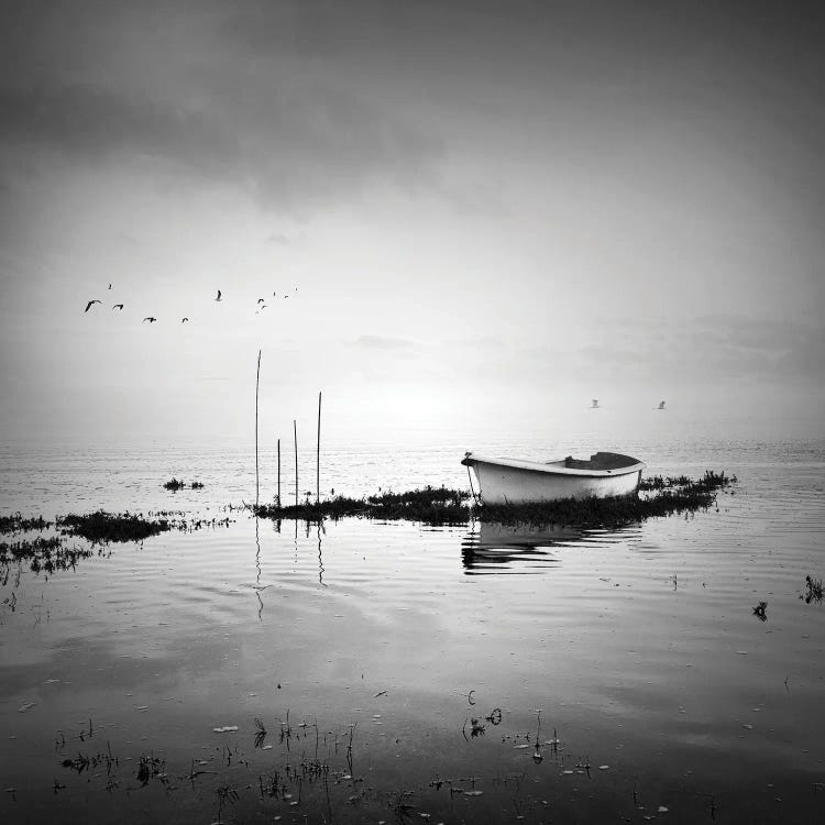 Boat And Birds