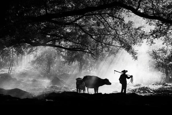 Black & White Florals: Chinese Farmer And Buffalo by Praxis Studio