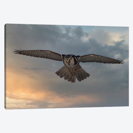 Sky Patrol Canvas Print #PSH6} by Peter Stahl Canvas Wall Art