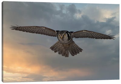 Sky Patrol Canvas Art Print - Falcons