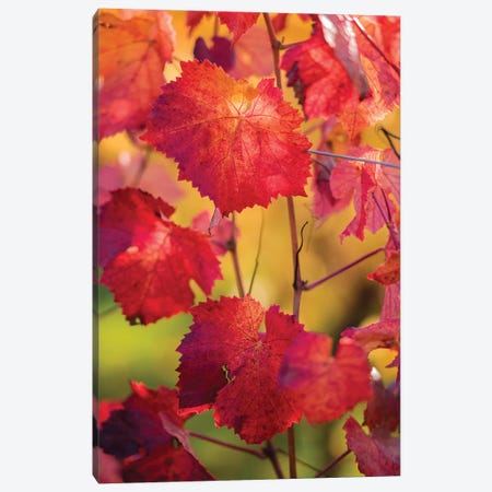 Light In The Vine Leaves Canvas Print #PSL100} by Philippe Sainte-Laudy Art Print
