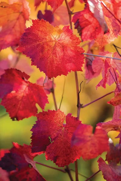 Giclee Features: Light In The Vine Leaves by Philippe Sainte-Laudy