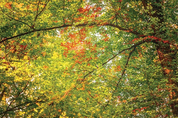 Tree Close-Ups: Lighter Day by Philippe Sainte-Laudy