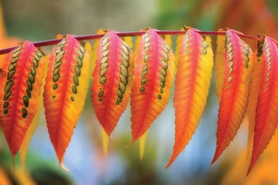 Like A Lizard Skin by Philippe Sainte-Laudy canvas print