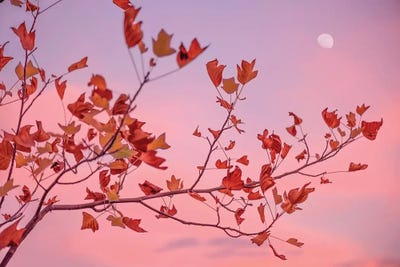 Moon Rose by Philippe Sainte-Laudy framed wall art