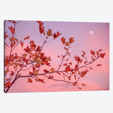 Moon Rose Canvas Print #PSL111} by Philippe Sainte-Laudy Canvas Wall Art