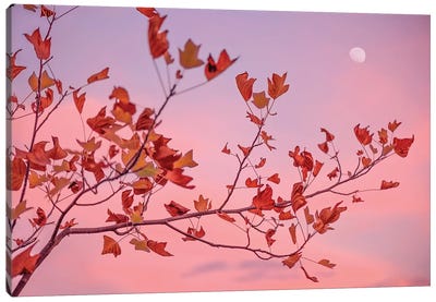 Moon Rose Canvas Art Print - Sunset Shades