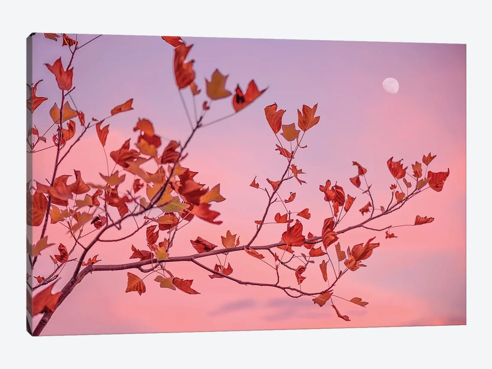 Moon Rose by Philippe Sainte-Laudy 1-piece Canvas Art