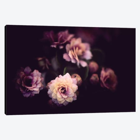 Morning Discovery Canvas Print #PSL112} by Philippe Sainte-Laudy Canvas Art