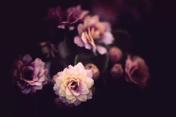 Black & Pink: Morning Discovery by Philippe Sainte-Laudy