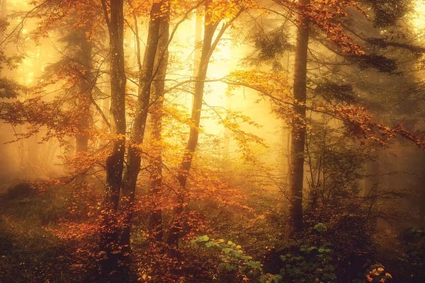 Mist & Fog: Mystic Fog by Philippe Sainte-Laudy