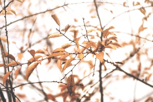 Tree Close-Ups: Never Let You Go by Philippe Sainte-Laudy