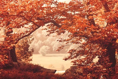 New Leaves by Philippe Sainte-Laudy canvas print