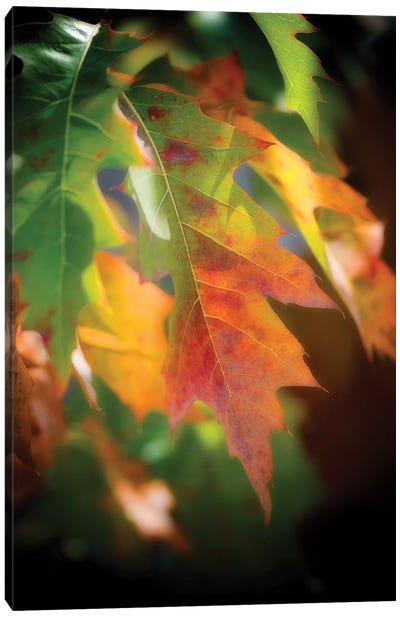 Oak Leaves Canvas Art Print - Tree Close-Up Art