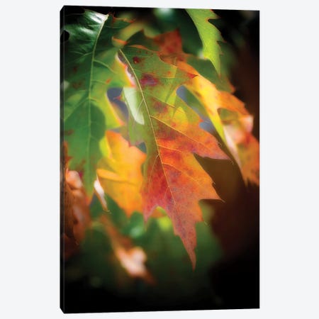 Oak Leaves Canvas Print #PSL121} by Philippe Sainte-Laudy Canvas Art Print