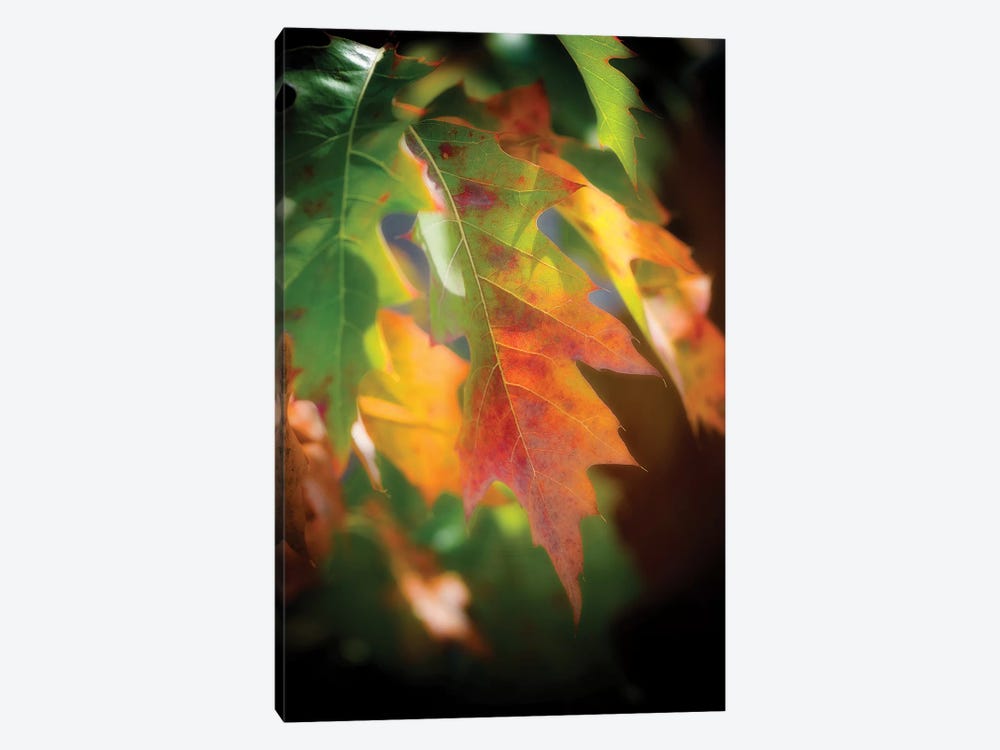 Oak Leaves by Philippe Sainte-Laudy 1-piece Art Print