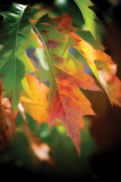 Oak Trees: Oak Leaves by Philippe Sainte-Laudy
