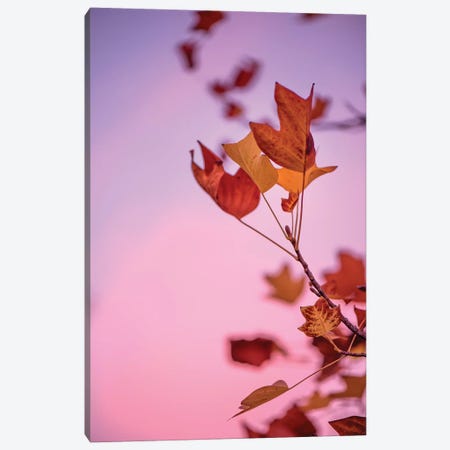 Pink Atmosphere Canvas Print #PSL128} by Philippe Sainte-Laudy Canvas Art Print