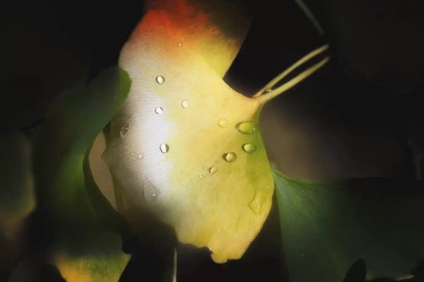 Water Close-Ups: Apple Color by Philippe Sainte-Laudy