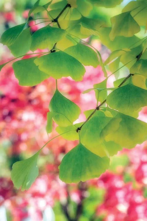 Rain Of Leaves