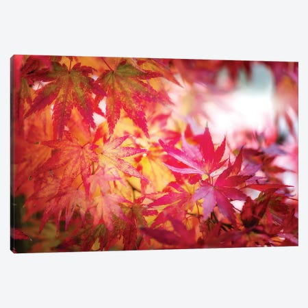 Red And Yellow Leaves Canvas Print #PSL135} by Philippe Sainte-Laudy Canvas Art Print