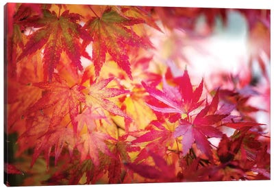 Red And Yellow Leaves Canvas Art Print - Tree Close-Up Art