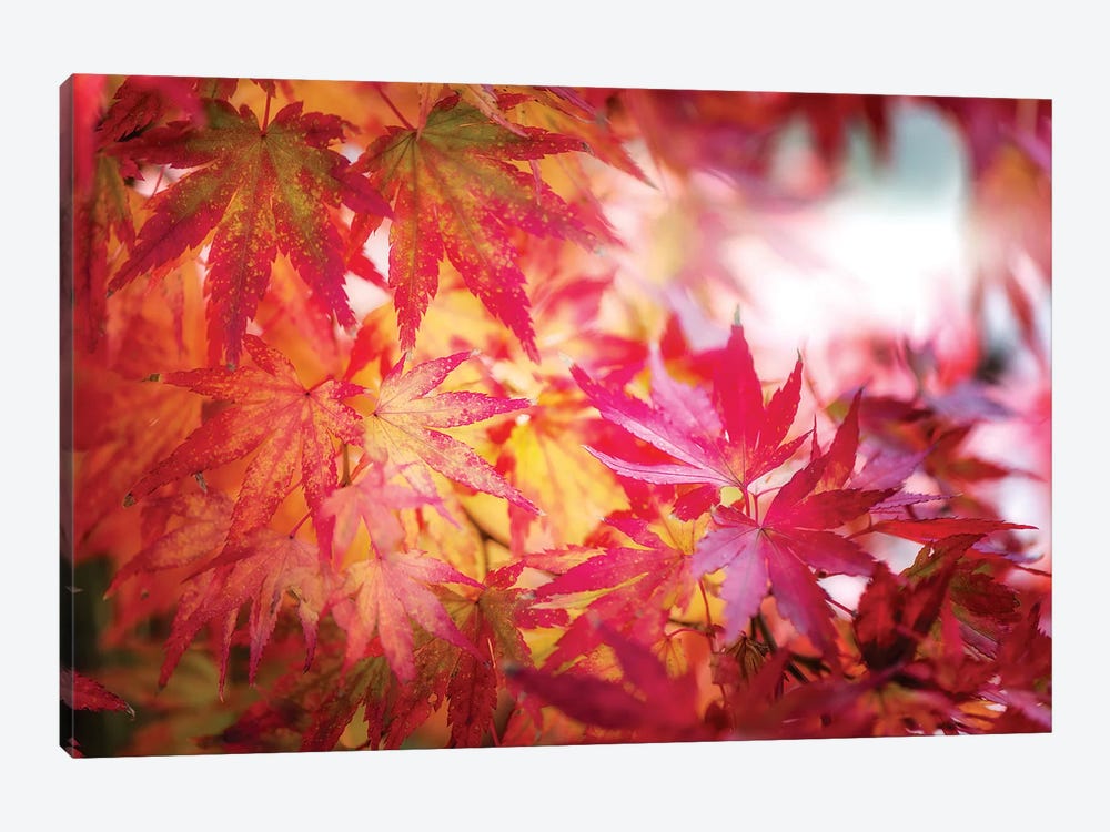 Red And Yellow Leaves by Philippe Sainte-Laudy 1-piece Canvas Art