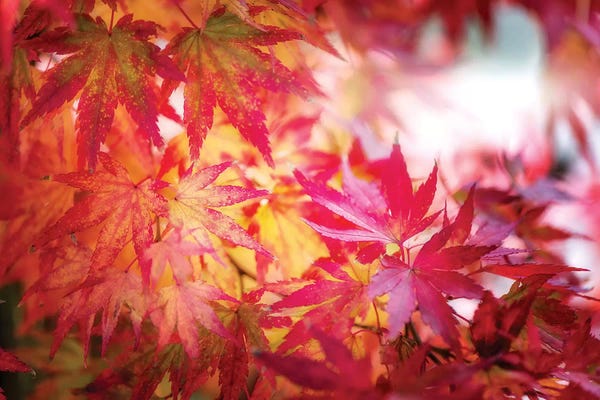 Tree Close-Ups: Red And Yellow Leaves by Philippe Sainte-Laudy