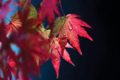 Red Fragile by Philippe Sainte-Laudy canvas print