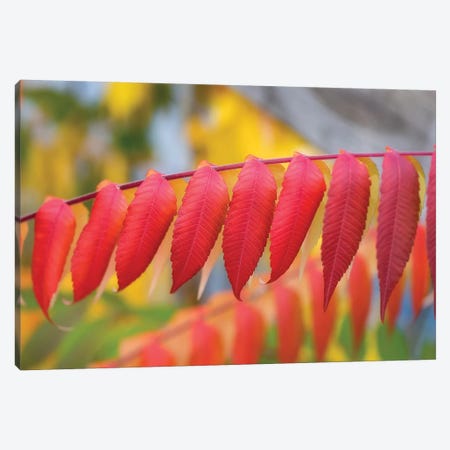 Red Leaves Of A Virginia Sumac Canvas Print #PSL137} by Philippe Sainte-Laudy Canvas Print