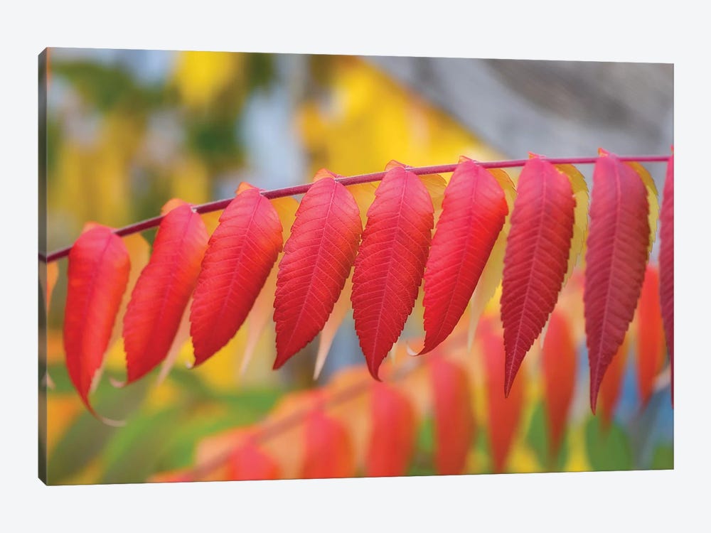 Red Leaves Of A Virginia Sumac by Philippe Sainte-Laudy 1-piece Canvas Artwork