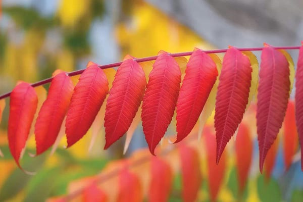 Red Leaves Of A Virginia Sumac